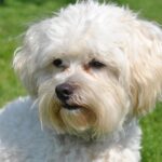 dog, domestic animal, animal, pet, cute, bichon frise