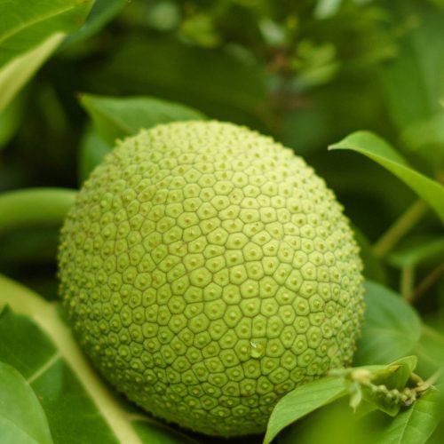 Vibrant green breadfruit surrounded by lush leaves in a tropical setting.